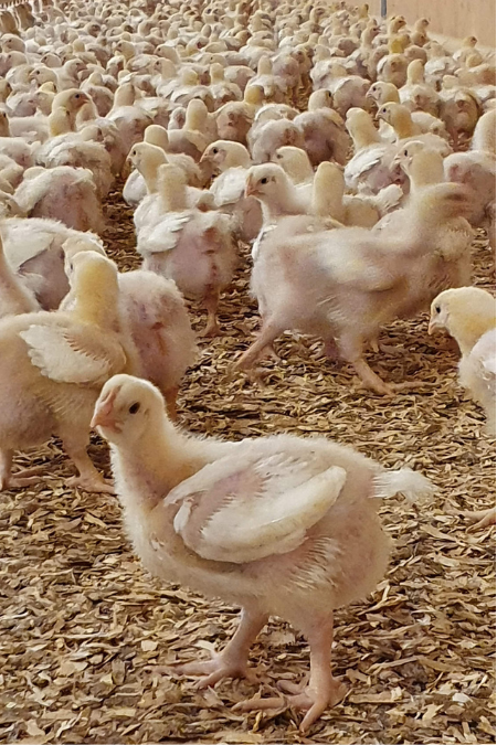 P-Series barn 200x300.png