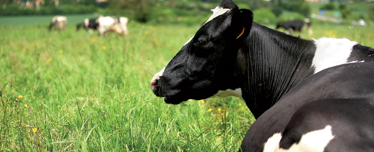 DT-En-Product-Photo-animal-health