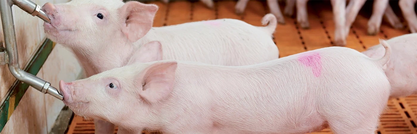 DT-En-Product-Photo-animal-health-V2