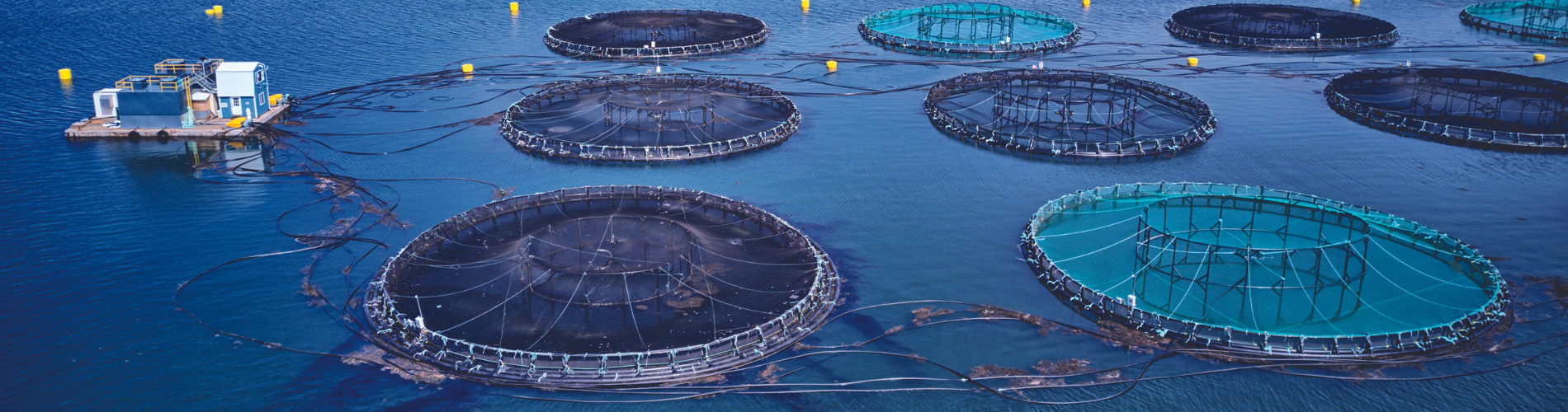 IRP-En-Application-Banner-aquaculture