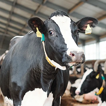 MAX-En-Application-Photo-dairy-management-V5