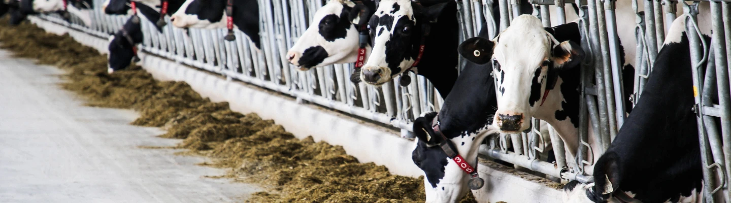 MAX-En-Product-Banner-dairy-management