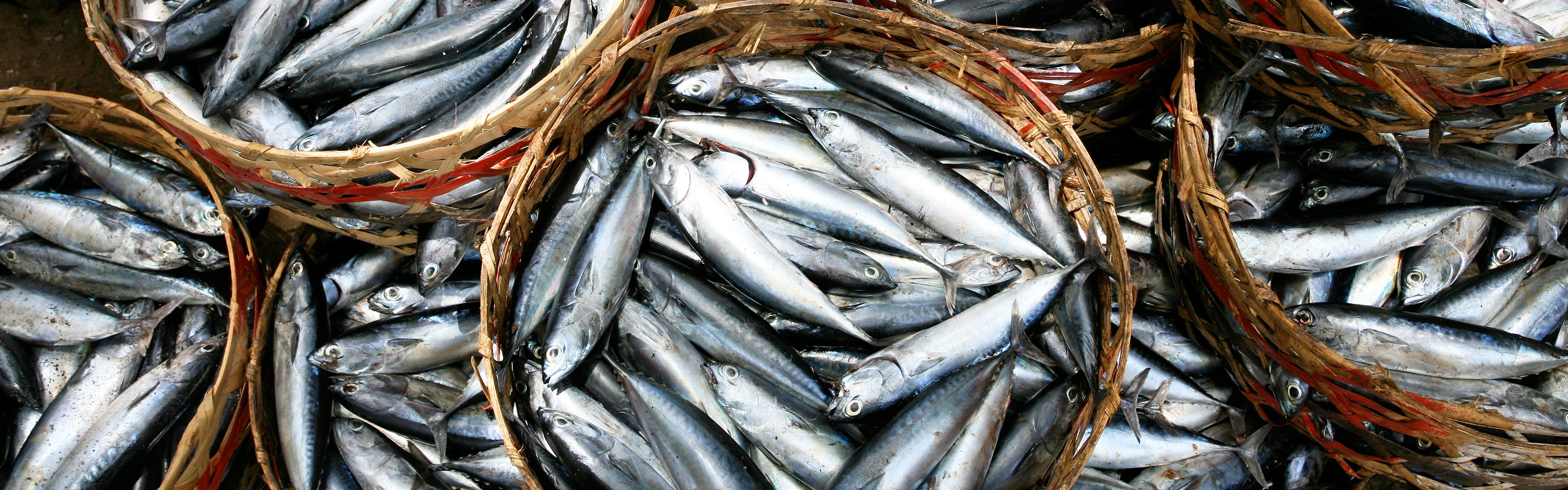 SEP-En-Application-Banner-fishing