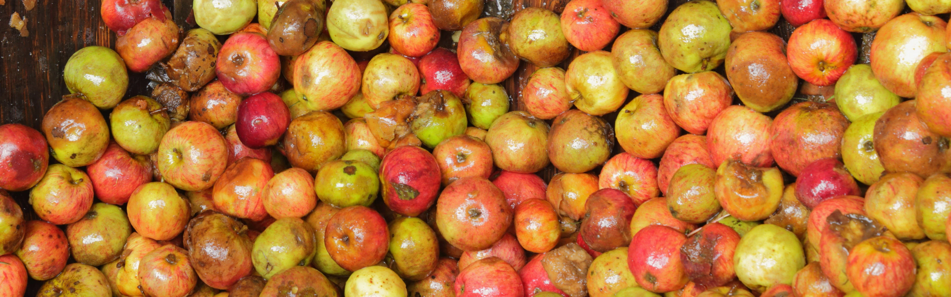 SEP-En-Application-Banner-food-waste