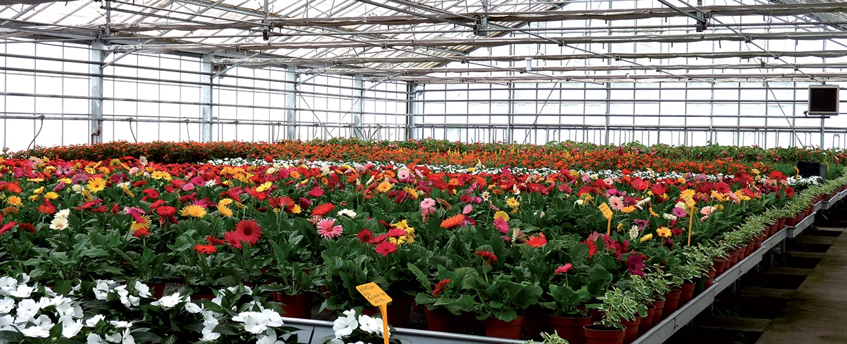 DT-En-Product-Photo-Greenhouse - Nursery