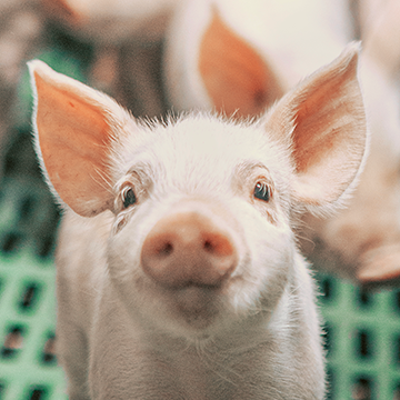 MAX-En-Application-Photo-farm-management