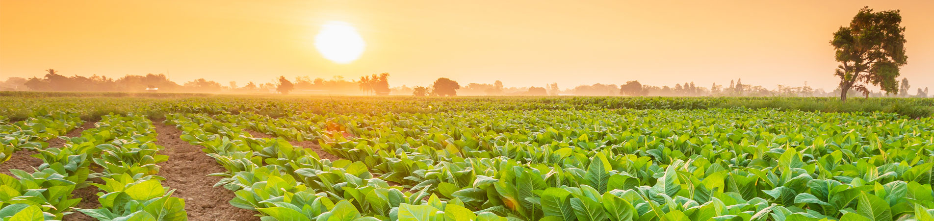 NA-En-Industry-Banner-humidification-of-tobacco