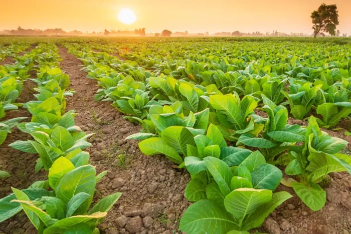 NA-En-Industry-Photo-humidification-of-tobacco