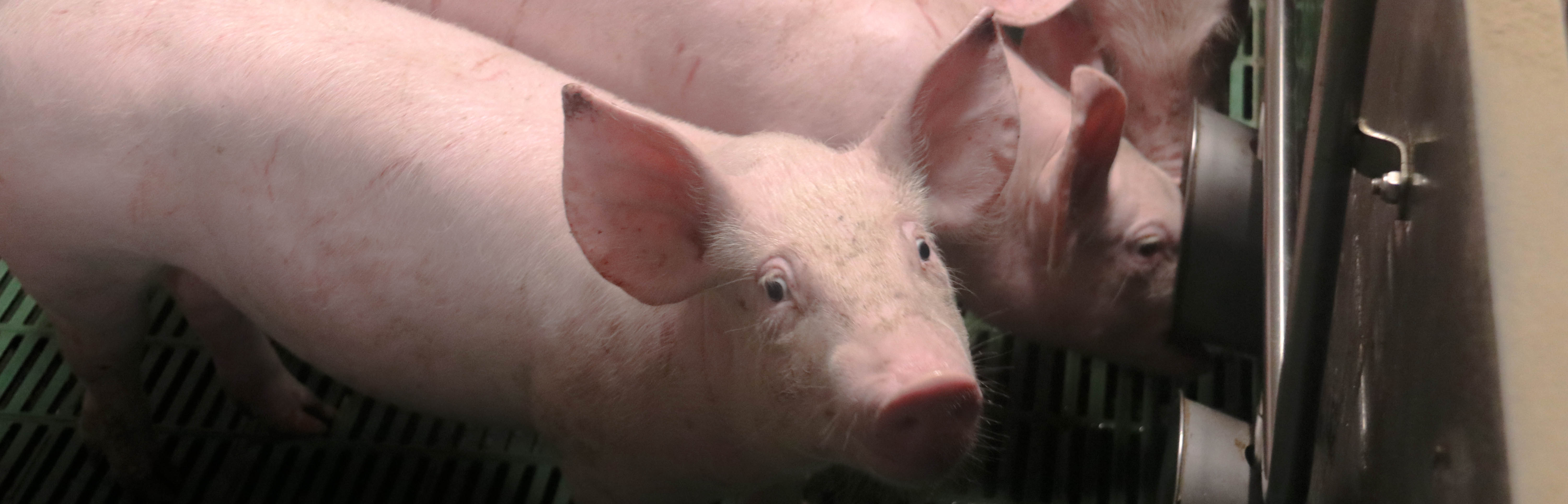 DT-En-Product-Banner-medication-via-drinking-water