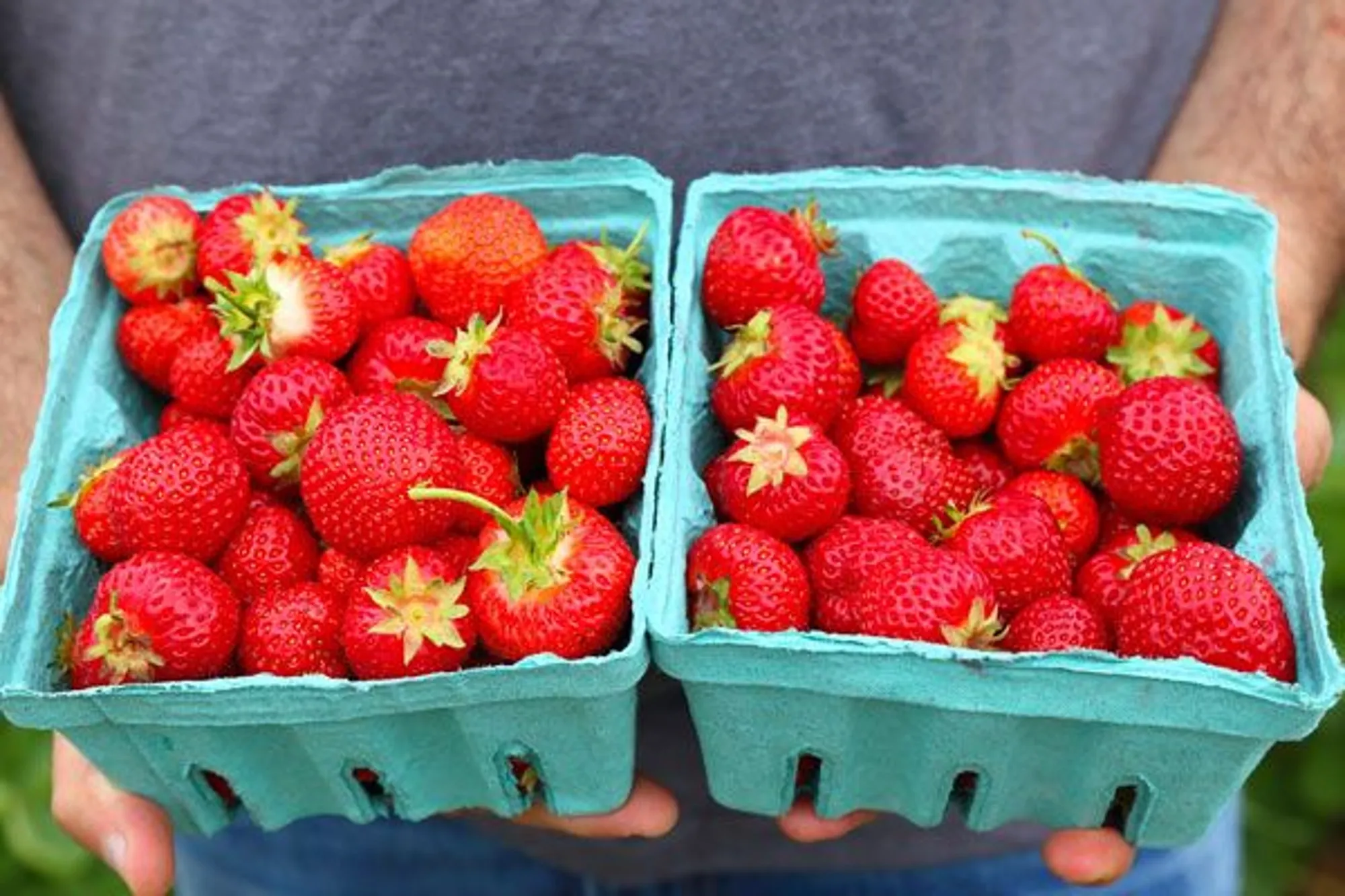 NA-En-Industry-Chart-molded-fiber