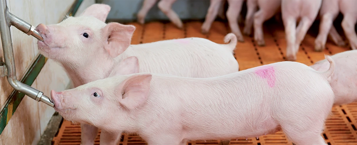 DT-En-Product-Photo-pig-farming