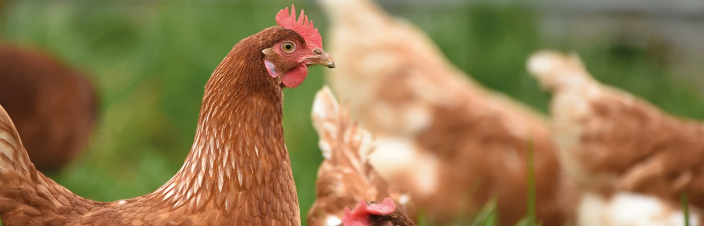 DT-En-Product-Banner-poultry-farming