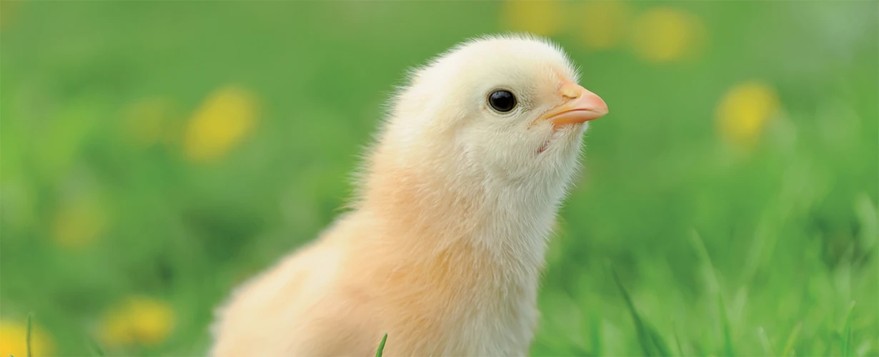 DT-En-Product-Photo-poultry-farming-V2