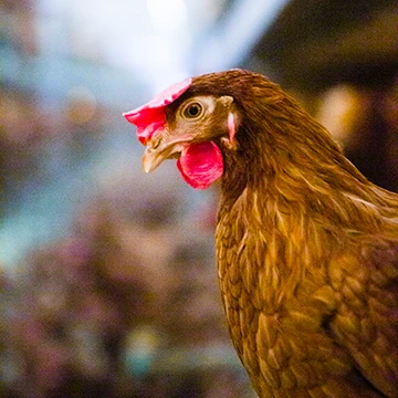 MAX-En-Product-Photo-poultry-management