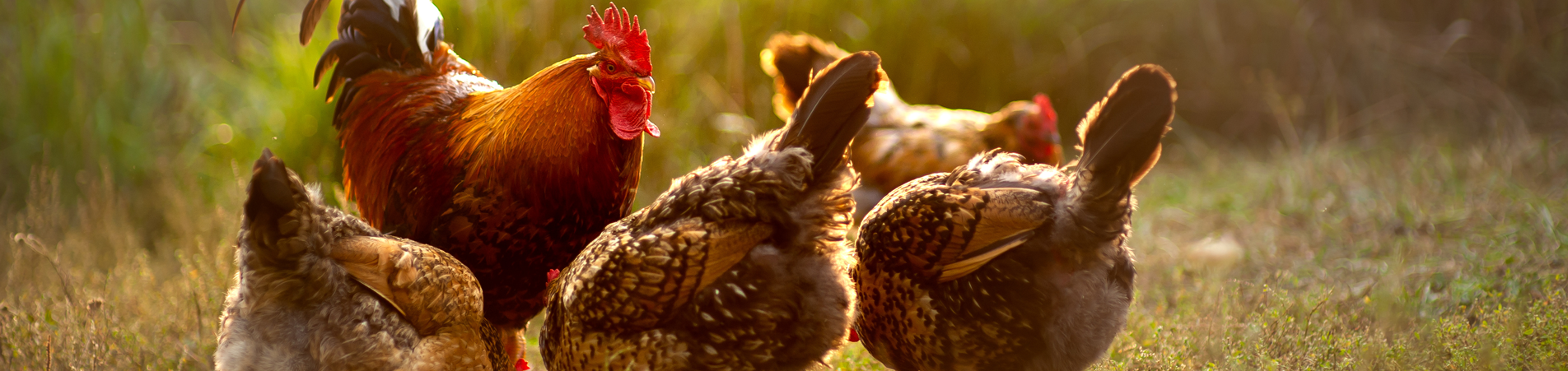 NA-En-Industry-Banner-poultry-processing