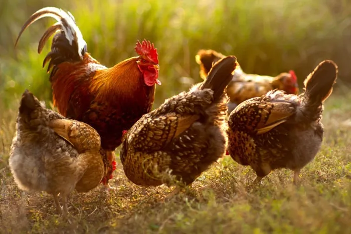 NA-En-Industry-Photo-poultry-processing