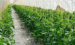 SEP-En-Application-Chart-reduced-investment-costs-for-biogas-generation