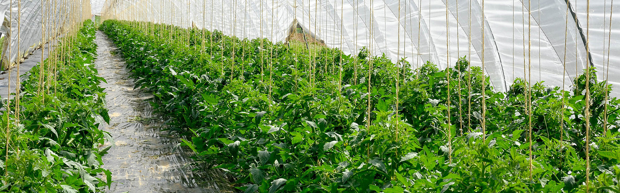 SEP-En-Application-Banner-reduced-investment-costs-for-biogas-generation