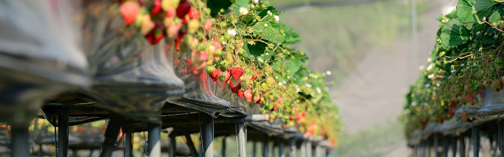 SEP-En-Application-Banner-superior-handling-and-high-tech-cleaning-for-milk-product