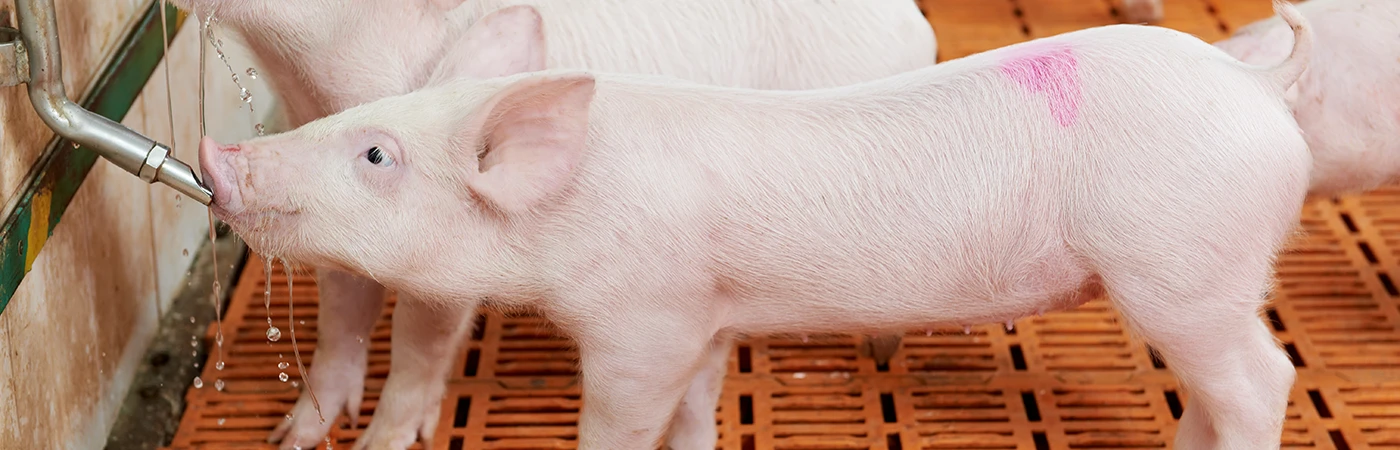 DT-En-Product-Banner-vaccination-via-drinking-water