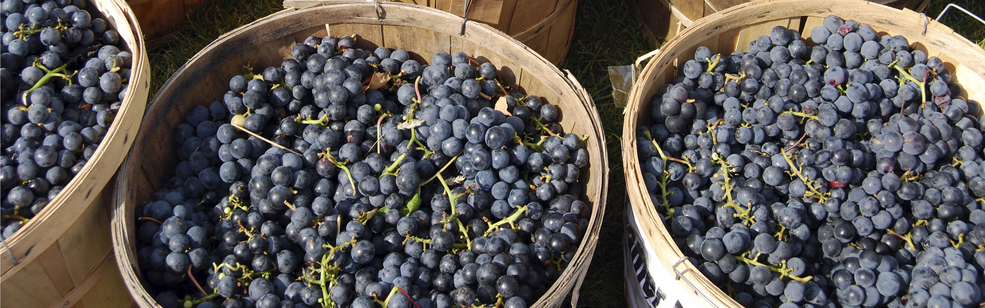 SEP-En-Application-Banner-wine-and-juice